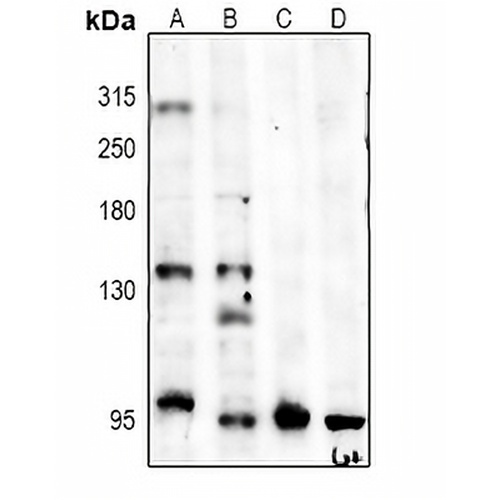 CD144 Rabbit Polyclonal Antibody