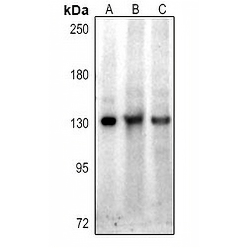 Hairless Rabbit Polyclonal Antibody