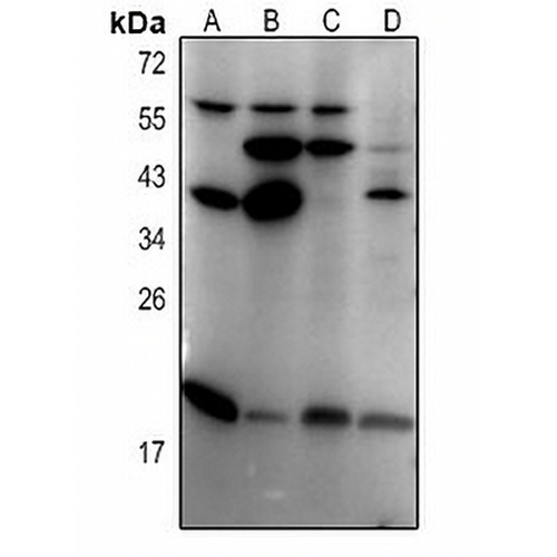 MXD4 Rabbit Polyclonal Antibody