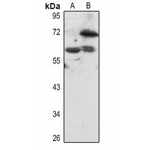 BS69 Rabbit Polyclonal Antibody