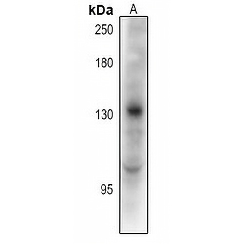 TRERF1 Rabbit Polyclonal Antibody