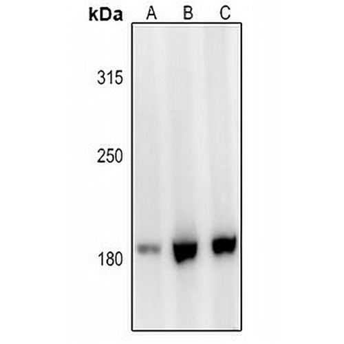 Laminin alpha 3 Rabbit Polyclonal Antibody