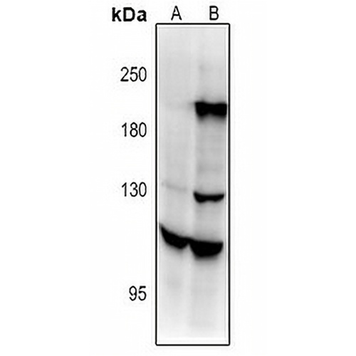 Contactin 4 Rabbit Polyclonal Antibody