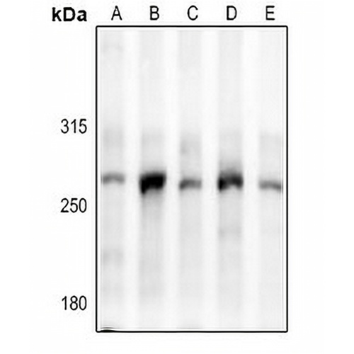 Myosin 15 Rabbit Polyclonal Antibody