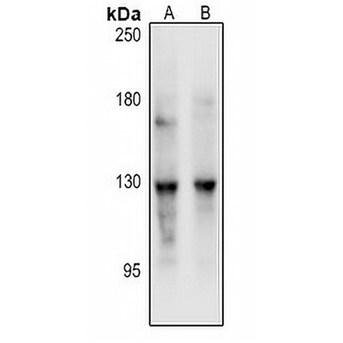 REXO1 Rabbit Polyclonal Antibody