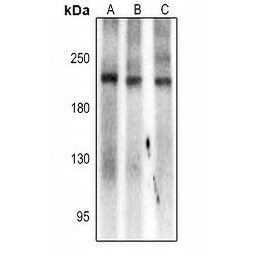 SCN7A Rabbit Polyclonal Antibody