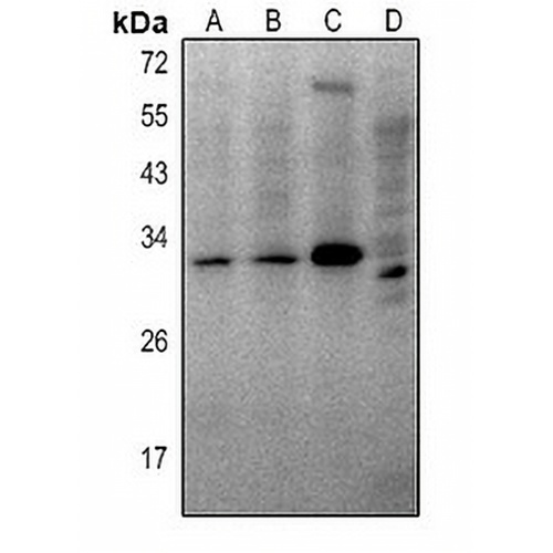 THOC4 Rabbit Polyclonal Antibody