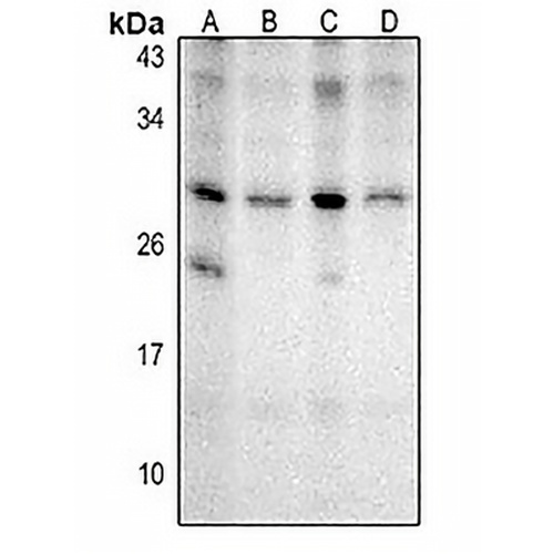 NKX2-8 Rabbit Polyclonal Antibody
