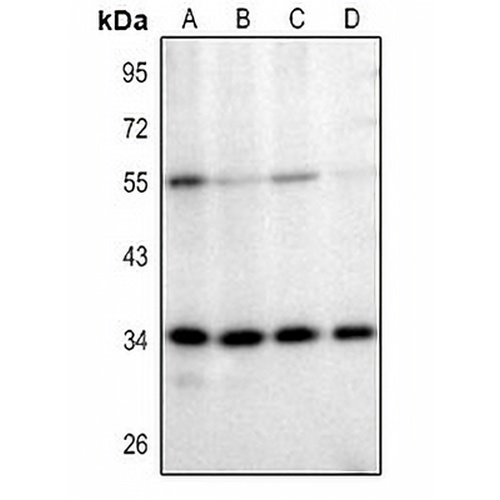 Mindin Rabbit Polyclonal Antibody