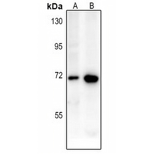 CD218a Rabbit Polyclonal Antibody