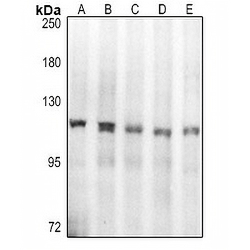 Topoisomerase 1 Rabbit Polyclonal Antibody