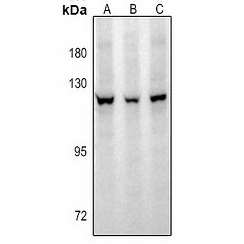 GW Rabbit Polyclonal Antibody