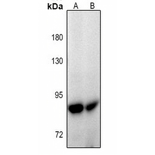 PKC gamma Rabbit Polyclonal Antibody