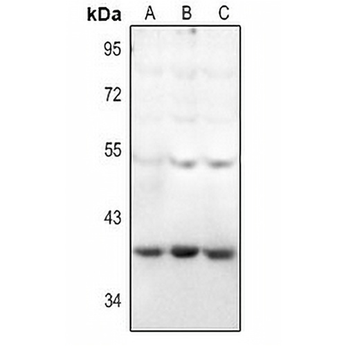 HEXO Rabbit Polyclonal Antibody