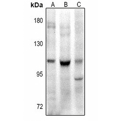 CD307e Rabbit Polyclonal Antibody