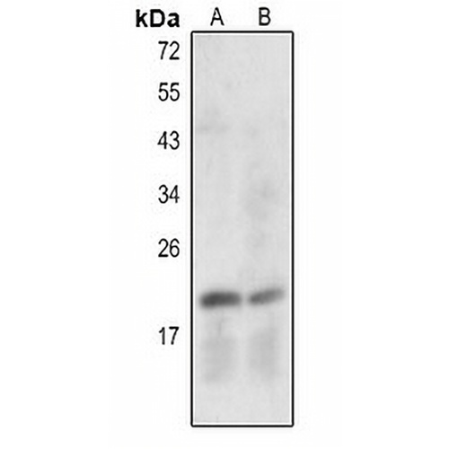 Caspase 7 p20 Rabbit Polyclonal Antibody