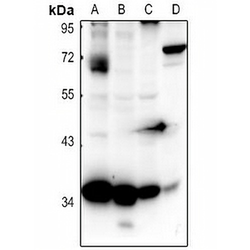 CD363 Rabbit Polyclonal Antibody