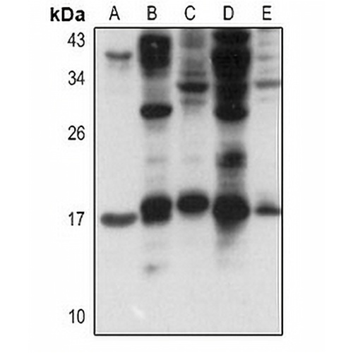 FGF1 Rabbit Polyclonal Antibody