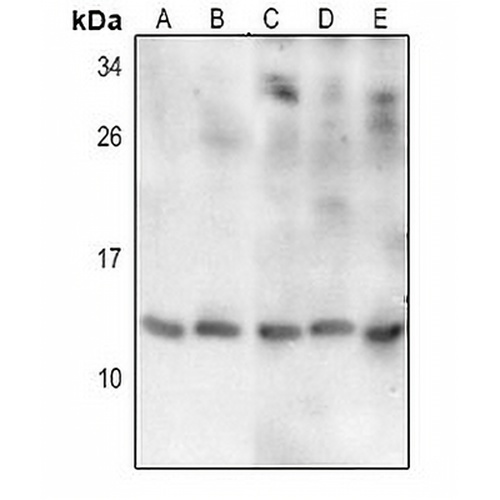 Thioredoxin 2 Rabbit Polyclonal Antibody