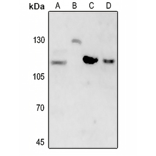 Beta Amyloid Rabbit Polyclonal Antibody