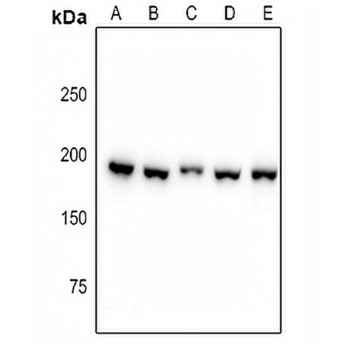 PDGFR alpha Rabbit Polyclonal Antibody