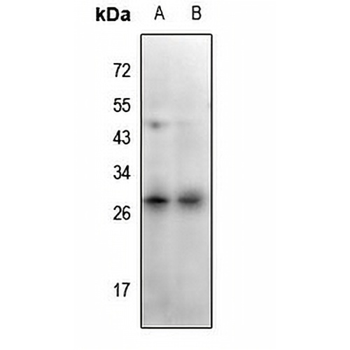 CD159c Rabbit Polyclonal Antibody