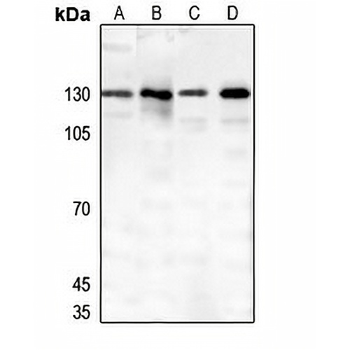 Thrombospondin 4 Rabbit Polyclonal Antibody