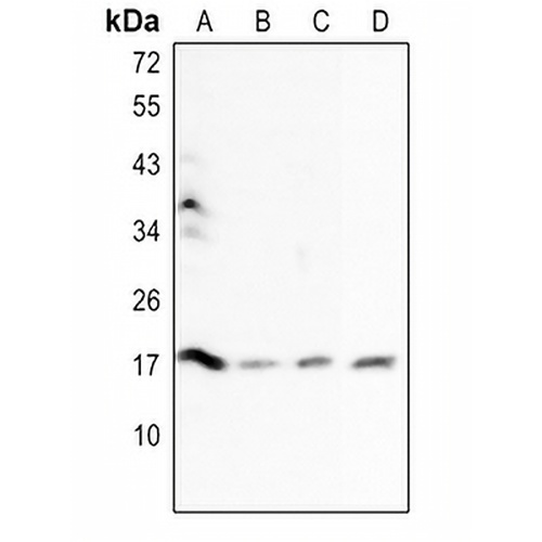 Histone H3 Rabbit Polyclonal Antibody