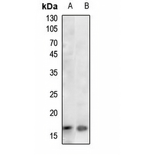 Histone H3 (Acetyl-K36) Rabbit Polyclonal Antibody