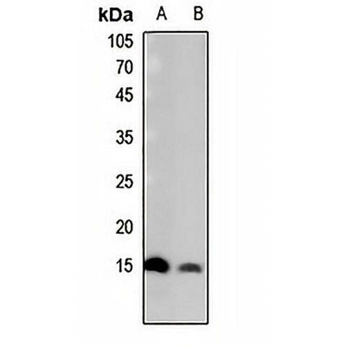 Histone H2B (Butyryl-K15) Rabbit Polyclonal Antibody