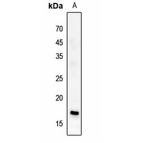 Histone H3 (Butyryl-K23) Rabbit Polyclonal Antibody