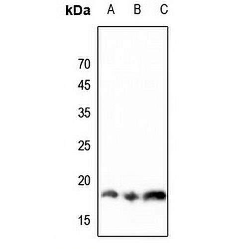 Histone H3 (MonoMethyl-K36) Rabbit Polyclonal Antibody