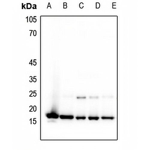 Histone H3 (MonoMethyl-K4) Rabbit Polyclonal Antibody