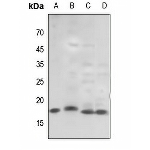 Histone H3 (TriMethyl-K79) Rabbit Polyclonal Antibody