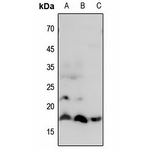 Histone H3 (MonoMethyl-R8) Rabbit Polyclonal Antibody