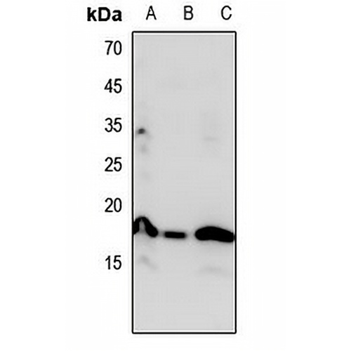 Histone H3 (MonoMethyl-K23) Rabbit Polyclonal Antibody