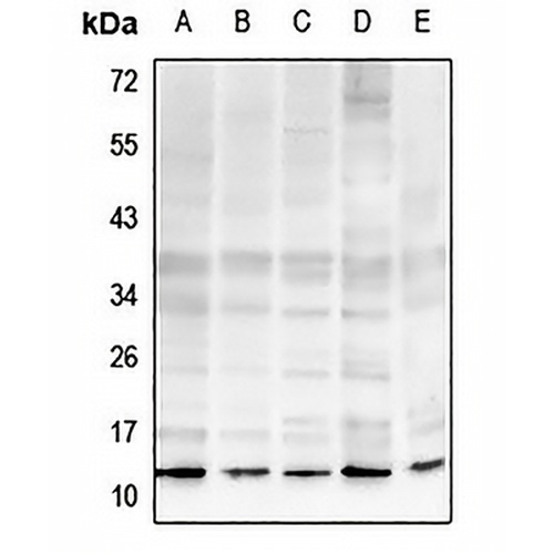 Histone H4 (MonoMethyl-R19) Rabbit Polyclonal Antibody