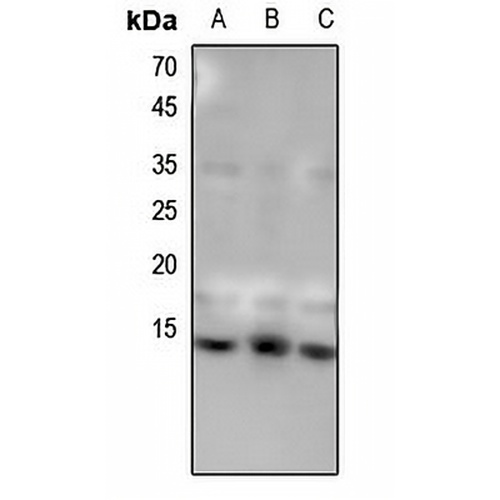 Histone H4 (MonoMethyl-K31) Rabbit Polyclonal Antibody
