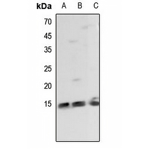 Histone H2B Rabbit Polyclonal Antibody