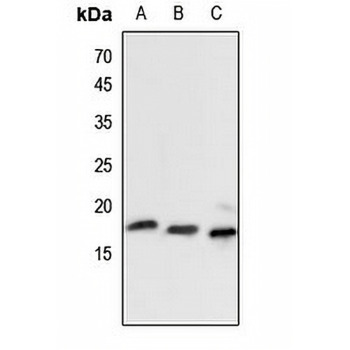 Histone H2B Rabbit Polyclonal Antibody