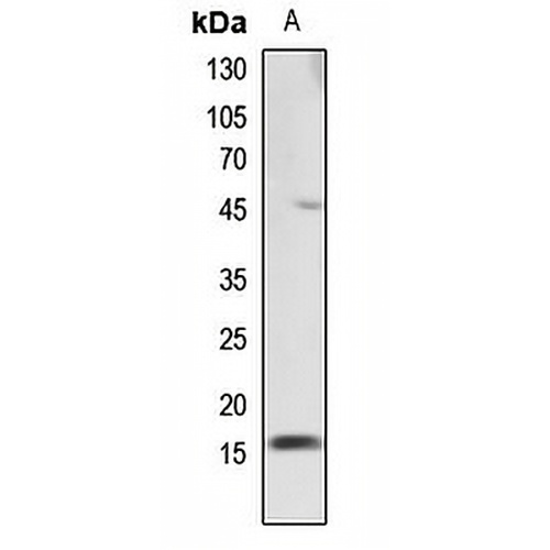 Histone H2B Rabbit Polyclonal Antibody