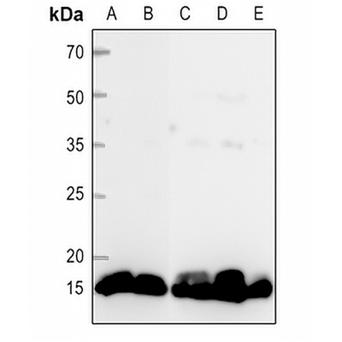 Histone H2B Rabbit Polyclonal Antibody