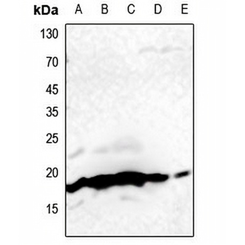 Histone H3 Rabbit Polyclonal Antibody
