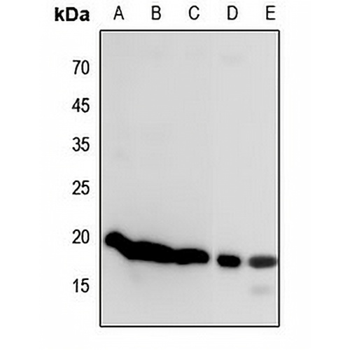 Histone H3 Rabbit Polyclonal Antibody
