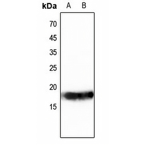 Histone H3 Rabbit Polyclonal Antibody