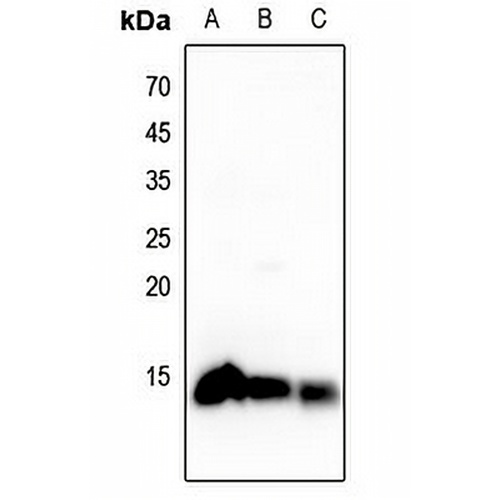 Histone H4 Rabbit Polyclonal Antibody