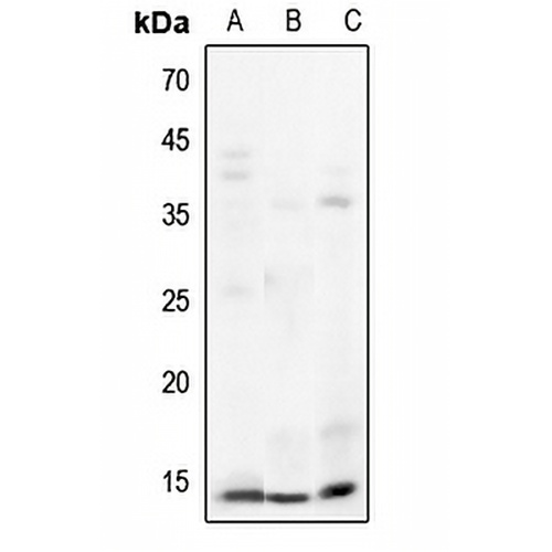 Histone H3 Rabbit Polyclonal Antibody