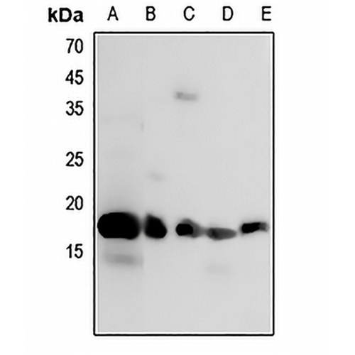 Histone H3 Rabbit Polyclonal Antibody