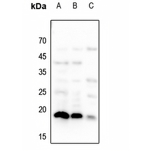 Histone H3 Rabbit Polyclonal Antibody
