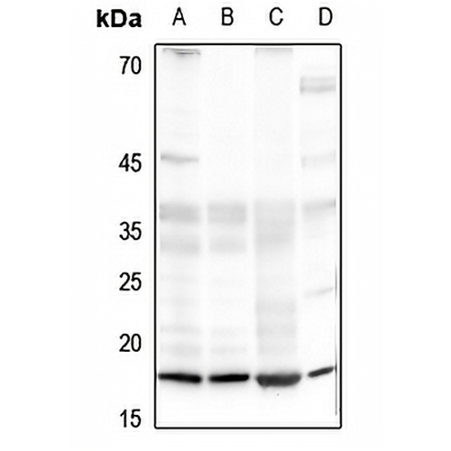 Histone H4 Rabbit Polyclonal Antibody